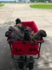 Фото №3. Nuttede Cane Corso очень красив и безопасен для всех.  Дания