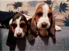 Дополнительные фото: Продаются щенки бассета