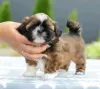 Фото №3. Shih tzu Welpen Zur усыновление.  Германия