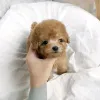 Фото №3. Щенки для усыновления Poodle Poodle.  США