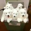 Фото №3. Beautiful Samoyed Puppies.  Норвегия