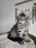 Фото №3. Поразительные черные и серебристые полосатые котята мейн-кун уже в продаже. Германия