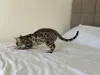 Дополнительные фото: Бенгальская кошка