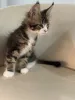 Дополнительные фото: Котята мейн-кун LOOF