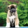 Дополнительные фото: Щенки Американской Акиты