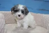 Фото №3. Мальтипу щенки доступны сейчас !!.  Германия