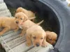 Фото №3. Labrador Retriever Puppies.  Латвия