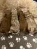 Дополнительные фото: 4 Entzückende Maltipoo-babys 1.800