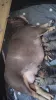 Дополнительные фото: Upeita terveitä englanninbulldogin pentuja