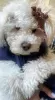 Дополнительные фото: Hello. I have a puppy. (Poodle) She is white. She is Toy, Her weight is 2.5 kg.