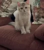Фото №2 к объявлению №155688 о продаже британская короткошёрстная - купить в Ирландии частное объявление