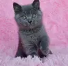 Фото №1. британская короткошёрстная - купить в Геттинген за 32468₽. Объявление №177732