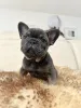 Фото №2 к объявлению №160896 о продаже французского бульдога - купить в Австрии частное объявление