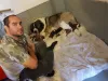 Дополнительные фото: Щенки кавказской овчарки
