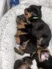 Фото №2 к объявлению №162203 о продаже ротвейлера - купить в Германии 