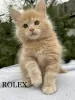 Дополнительные фото: Maine Coon