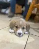 Дополнительные фото: Щенок вельш-корги