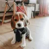 Фото №3. Beagle Puppy.  США