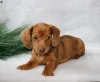 Фото №3. Красивые щенки с коротки.  Греция