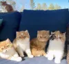 Фото №3. Экзотические короткошерстные котята. Франция