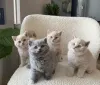 Фото №1. британская короткошёрстная - купить в Колоне за договорная. Объявление №138115