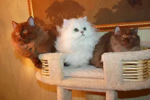 Дополнительные фото: Котята от родителей чемпионов. Kittens from parents of Champions.