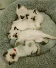 Фото №3. New Ragdoll kittens for adoption. Австрия