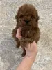 Дополнительные фото: Toy poodle /teacup puppies