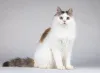 Дополнительные фото: Ласковая Зая, котёнок-подросток, девочка, трёхцветка.