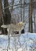 Дополнительные фото: Хаски Дымка ищет любящую семью с мужчиной-вожаком!