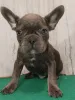 Фото №2 к объявлению №161223 о продаже французского бульдога - купить в Беларуси частное объявление