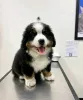 Фото №3. Wunderschöner Berner Sennenhundwelpe sucht ein neues Zuhause!.  Германия