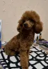 Фото №1. пудель (той) - купить в Киеве за 213364₽. Объявление №166159