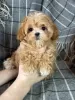 Фото №3. Maltipoo Puppy для усыновления.  США