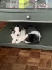 Дополнительные фото: Dreifarbige Border Collies