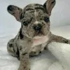 Дополнительные фото: Französische Bulldogge Welpen Zur Усыновление