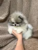 Дополнительные фото: Красивые чистокровные щенки померанского шпица.