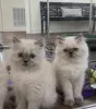Фото №1. гималайская кошка - купить в Вспоминание за 46384₽. Объявление №171576
