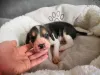 Дополнительные фото: Щеночки русской Гончей.