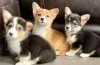 Фото №1. вельш-корги - купить в София за договорная. Объявление №175967