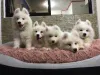 Фото №3. Chiots Samoyedes доступны на выбор..  Франция