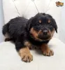 Дополнительные фото: Щенки ротвейлера.