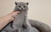 Дополнительные фото: Британские короткошерстные котята (мальчики и девочки)