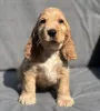 Фото №1. английский кокер-спаниель - купить в Меч за договорная. Объявление №164303