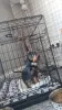 Фото №2 к объявлению №176023 о продаже таксу - купить в Дании частное объявление