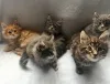 Фото №3. Очаровательный котенок штата Мэн.. Австрия