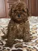 Дополнительные фото: Toy poodle females puppies