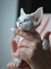 Фото №2 к объявлению №171389 о продаже девон рекс - купить в Германии частное объявление