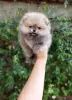 Фото №3. Cute pomeranian puppies for adoption.  США