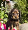 Фото №3. Prachtige Cockapoo-puppy's stuur me een bericht via WhatsApp op 44 7453 907158.  Бельгия